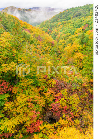 Autumn leaves of mountain skin 23482426