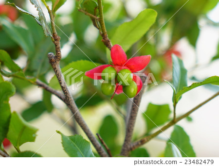 Okuna Cellulata 23482479