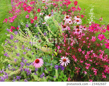 Flowers Flowers 23482687