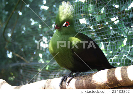 Guinea Eboshidori 23483862