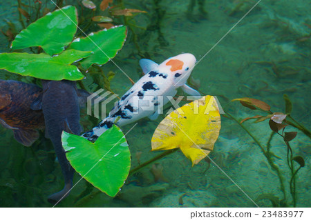 心臟的鯉魚(莫奈的池塘) 心臟的鯉魚(莫奈的池塘) 23483977