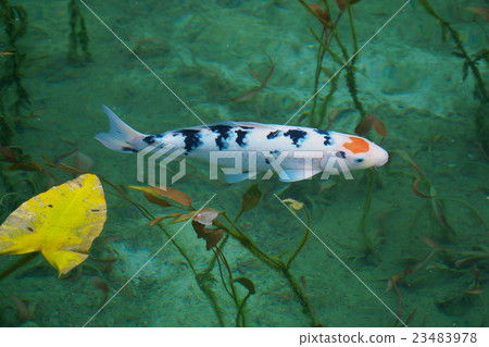 心臟的鯉魚(莫奈的池塘) 心臟的鯉魚(莫奈的池塘) 23483978