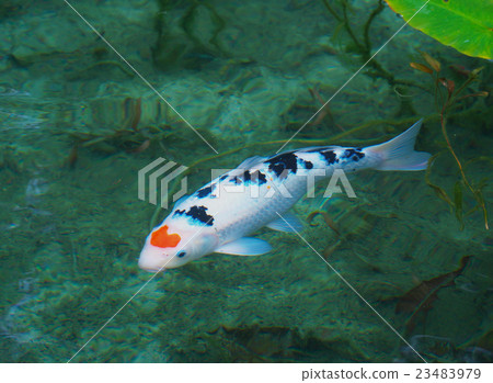 心臟的鯉魚(莫奈的池塘) 心臟的鯉魚(莫奈的池塘) 23483979