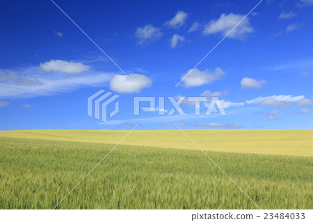 北海道美瑛町彩色麥田和流雲 北海道美瑛町彩色麥田和流雲 23484033