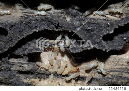 白蟻 23484236