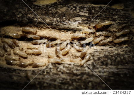 白蟻 白蟻 23484237