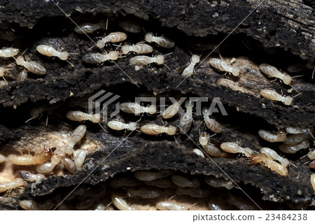 Termites Termites 23484238