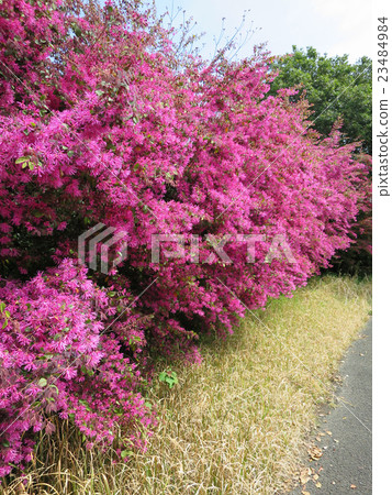 Benito kiyamasaku 23484984