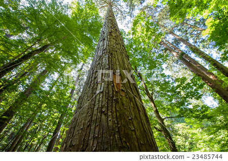 Treeki Nippon No.1“Kimi Machi Cedar”秋田縣 Treeki Nippon No.1“Kimi Machi Cedar”秋田縣 23485744