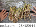 Children's hands and horsetails 23485944