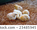 Chick	 23485945