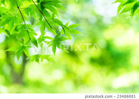 Fresh green maple Fresh green maple 23486081