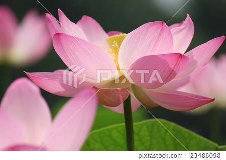 Oga蓮花 Oga蓮花 23486098