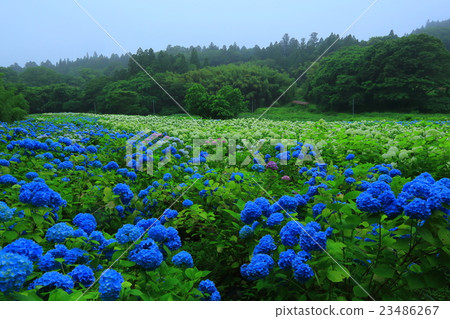 Ichinoseki Michinokuku繡球花園 23486267