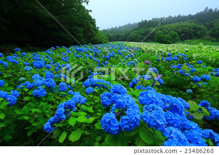 Ichinoseki Michinokuku繡球花園 Ichinoseki Michinokuku繡球花園 23486268