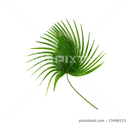 Green leaf of palm tree background Green leaf of palm tree background 23486523