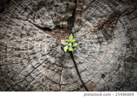 Small tree grows from dying wood Small tree grows from dying wood 23486869