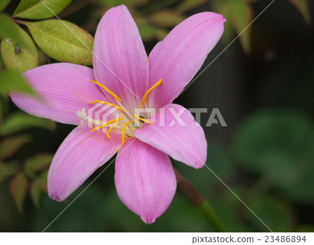 Zephyrinus carinata 23486894