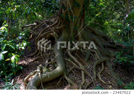 Root rising. 23487022