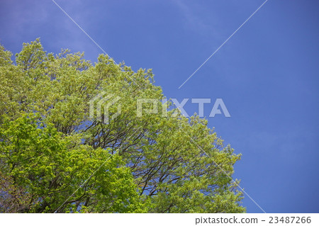 Fresh green 23487266