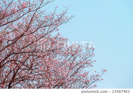 Pink Pantip blossom flowers on the tree. Pink Pantip blossom flowers on the tree. 23487463