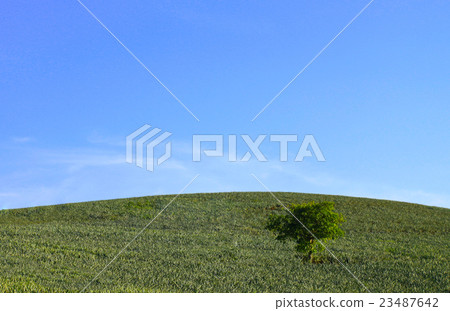 green hill green hill 23487642