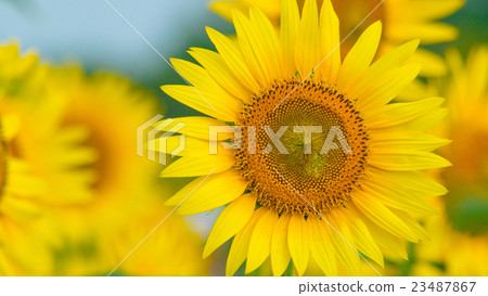 Sunflower 16: 9 23487867