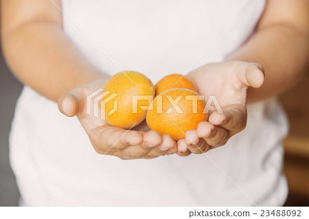 Ripe bright yellow apricots in children's hands 23488092