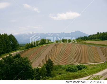 Shikisai no oka,Biei/Hokkaido,Japan 23488312