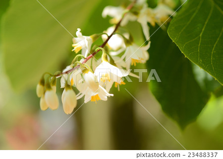 White flower White flower 23488337
