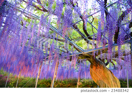 Wisteria Wisteria 23488342