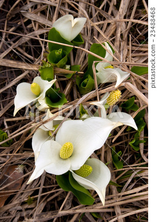 雙苞Mizubasho Komagohigara 23488468