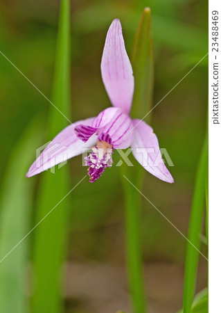 Tokonso Komagomebara 23488469