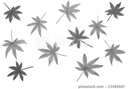 Autumn leaves - Stock Illustration [23489087] - PIXTA