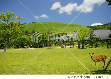 Wakakusa and Deer 23489197