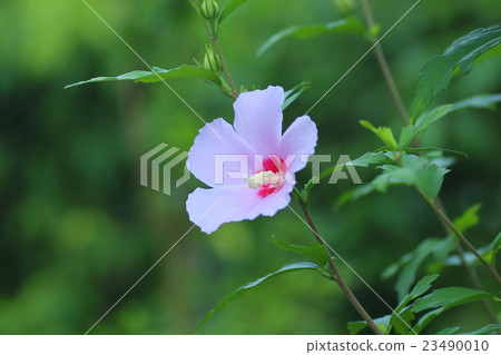 玫瑰沙龍 玫瑰沙龍 23490010