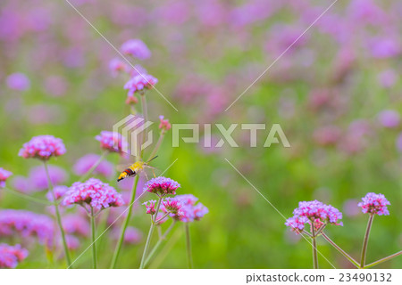 Hummingbird hawk moth sucking nectar 23490132
