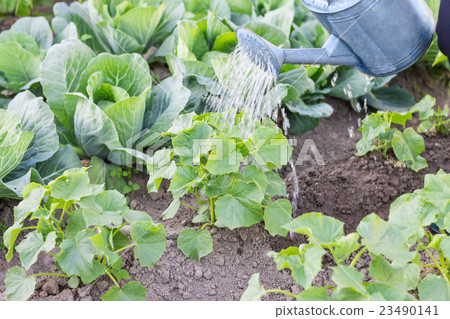 Watering plants with can Watering plants with can 23490141