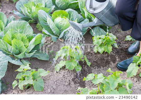 Watering plants with can Watering plants with can 23490142
