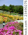 在Sagae公園的杜鵑花 23490276