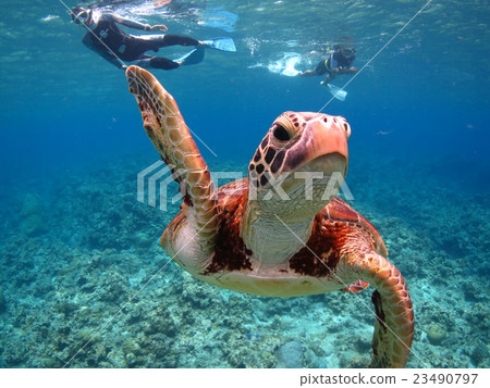 潛水水肺潛水Koorama島沖繩海 23490797