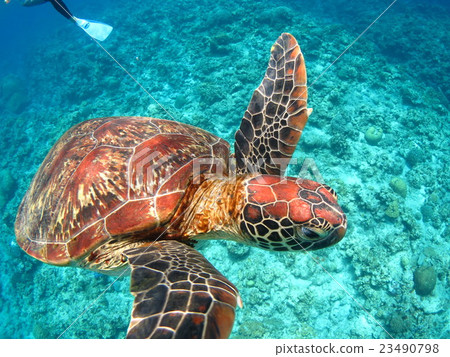潛水水肺潛水Koorama島沖繩海 23490798