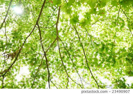 Konamebari Green Momiji Konamebari Green Momiji 23490907