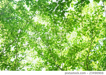 Fresh green covering overhead 1 Fresh green covering overhead 1 23490908
