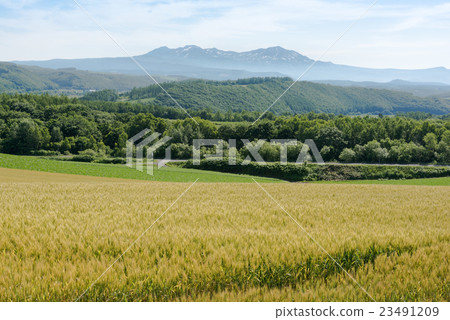 Asahidake and wheat fields 23491209