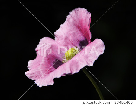 Pink poppy Pink poppy 23491406