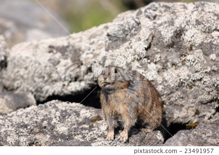 Ezo naughty rabbit 23491957