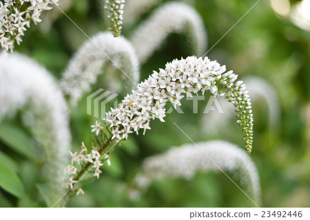 珍珠菜 珍珠菜 23492446