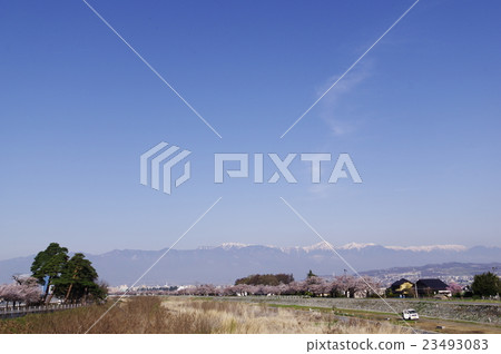 在平川和北阿爾卑斯山的松本櫻花的櫻花北海道Yoshinzu信濃川系統的頭等河 23493083
