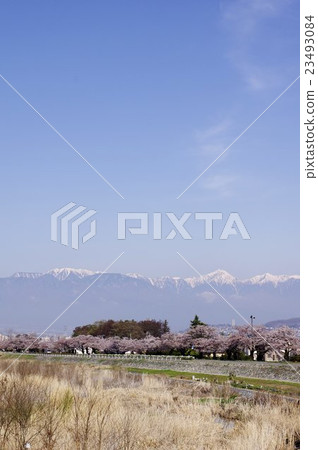 在平川和北阿爾卑斯山的松本櫻花的櫻花北海道Yoshinzu信濃川系統的頭等河 23493084